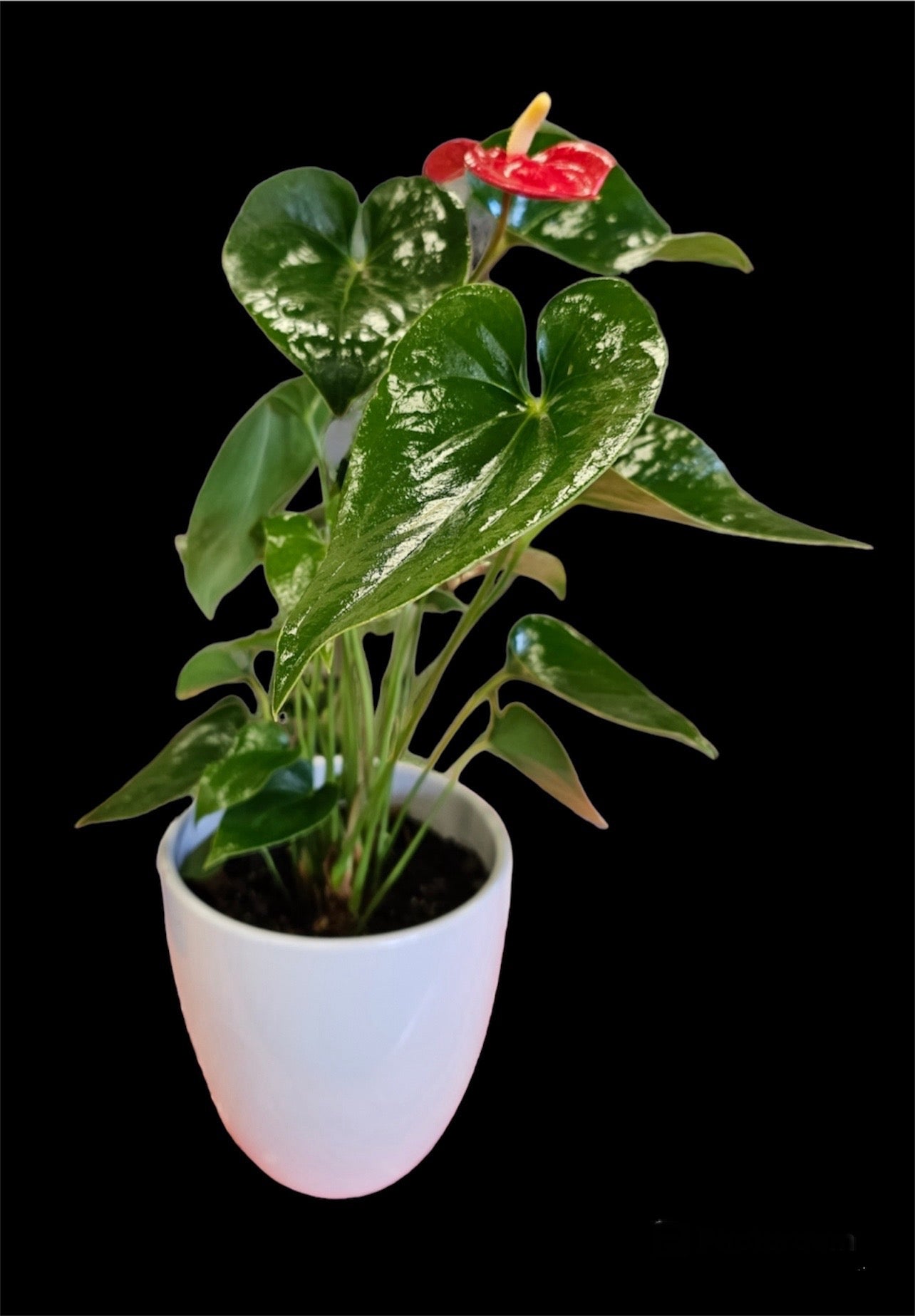 anthurium adelaide Anthurium Plant – Flowers By Marisa